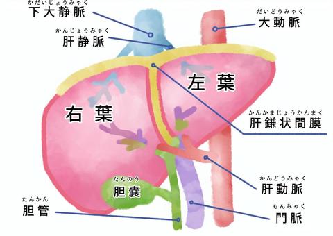 急変 肝硬変 血小板の数値が教える肝臓の危険シグナル